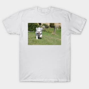 Sammy Shih Tzu T-Shirt